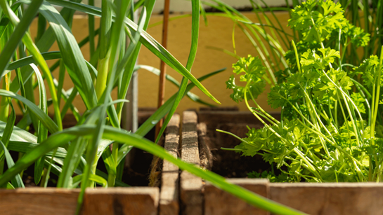 DIY Garden Box Beds