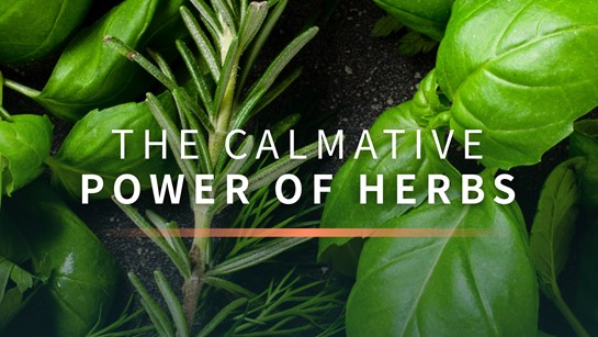 Calmative Power of Herbs