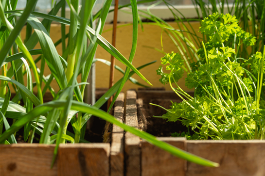 DIY Garden Box Beds