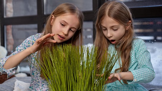 Grow Wheatgrass