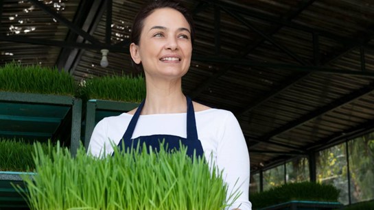 Wheatgrass